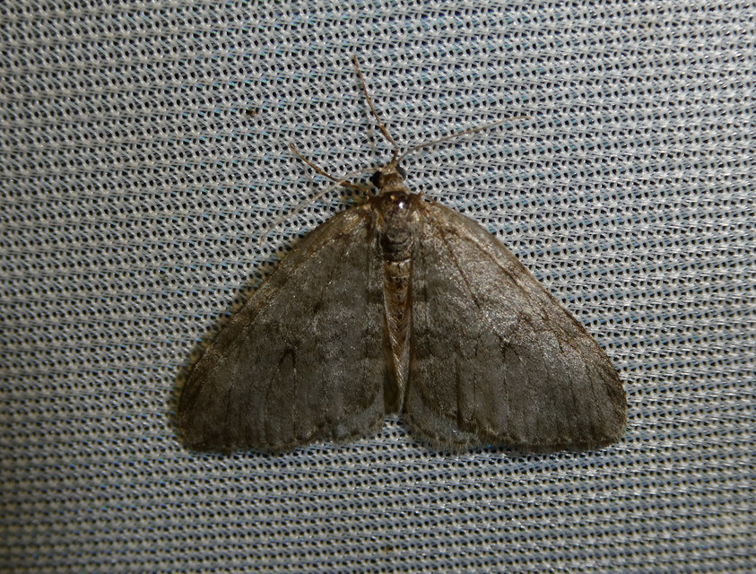 Epirrita christyi/dilutata