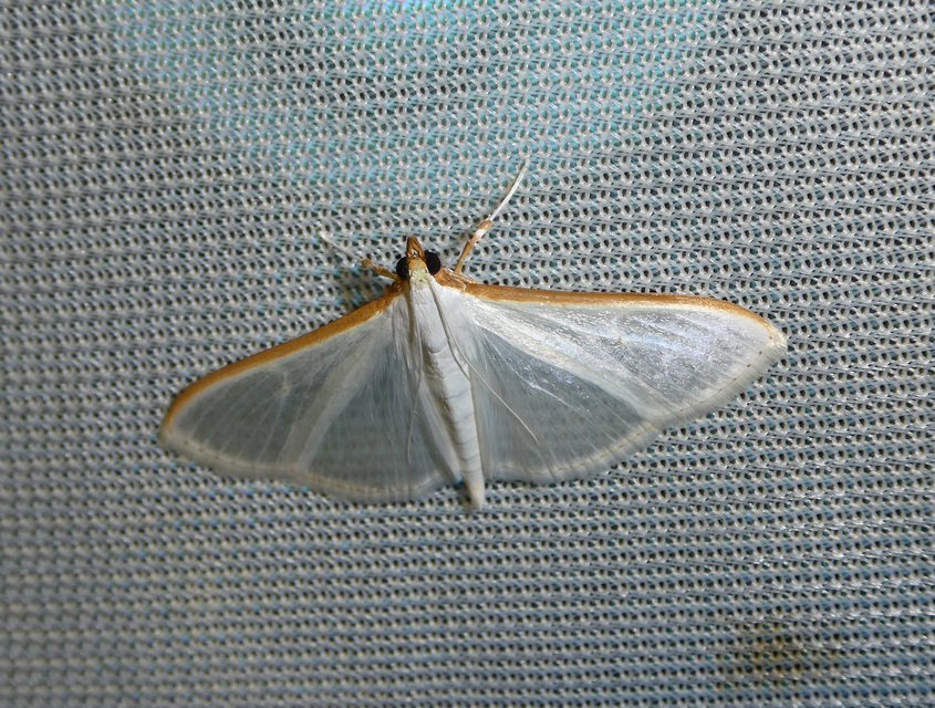 Palpita vitrealis - hófehér tűzmoly