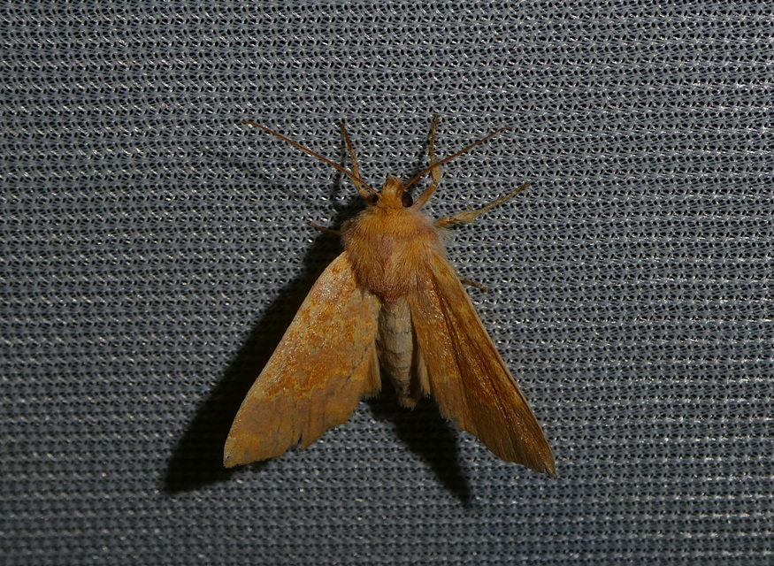 Tiliacea aurago - aranyló sárgabagoly