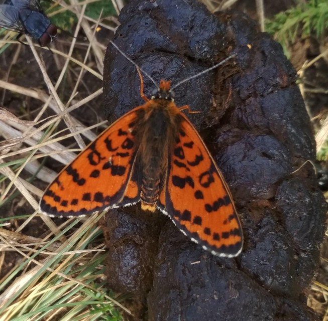 Melitaea didyma - tüzes tarkalepke