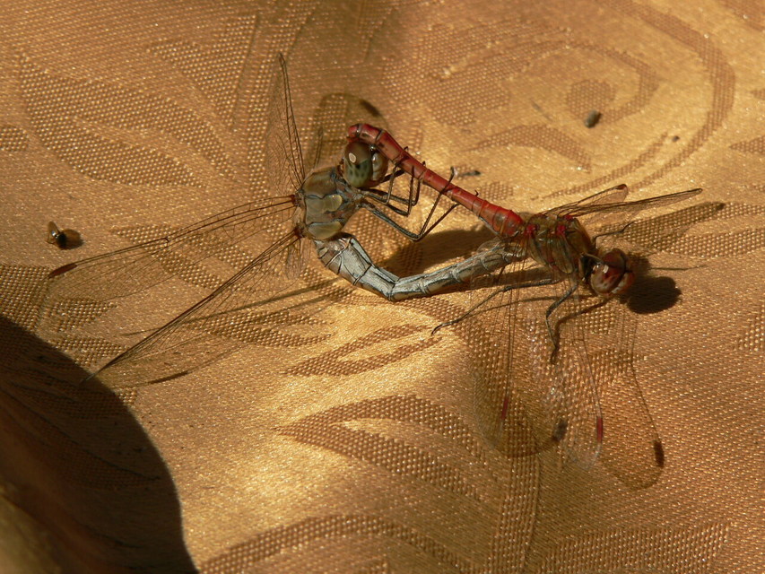 Sympetrum striolatum - harántsávos katona-szitakötő