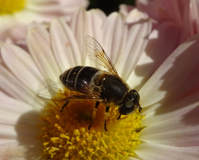 Eristalis