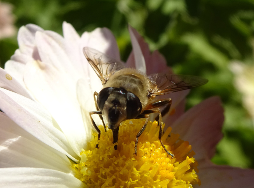 Eristalis tenax - közönséges herelégy