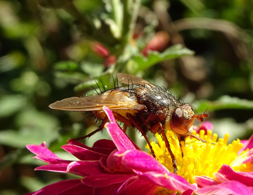 Tachina fera - közönséges fürkészlégy