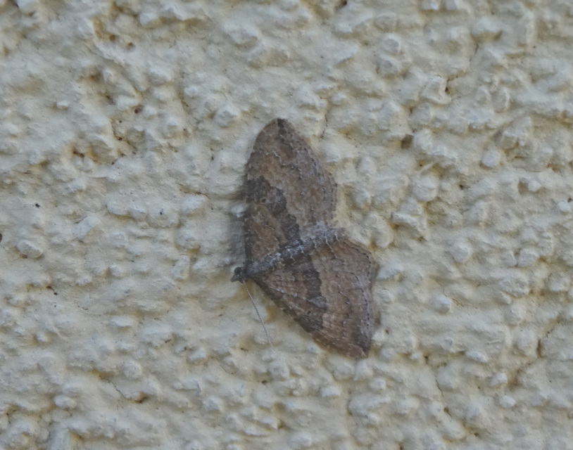 Orthonama obstipata - vándoraraszoló