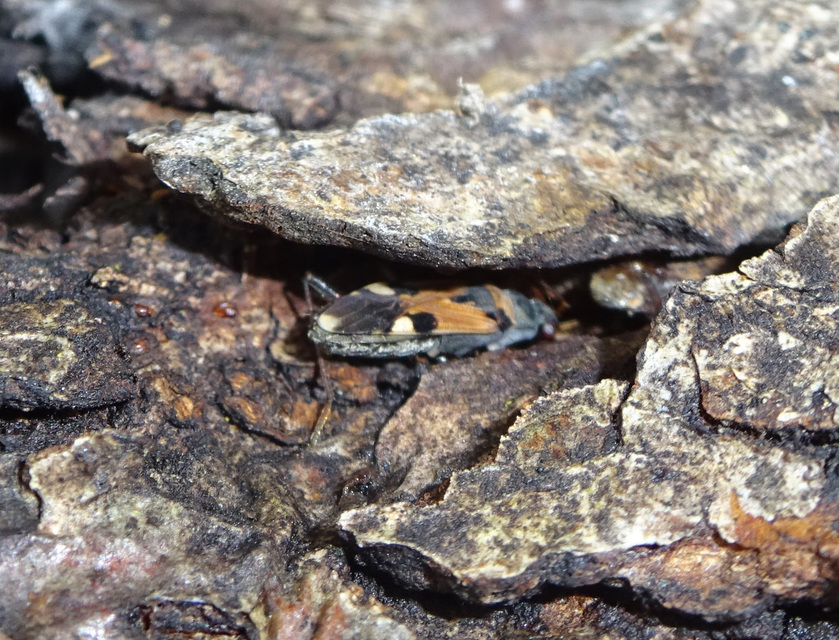Beosus quadripunctatus - pettyes homokibodobács