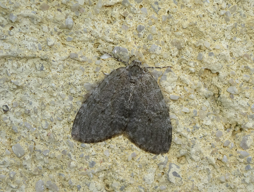 Epirrita christyi/dilutata
