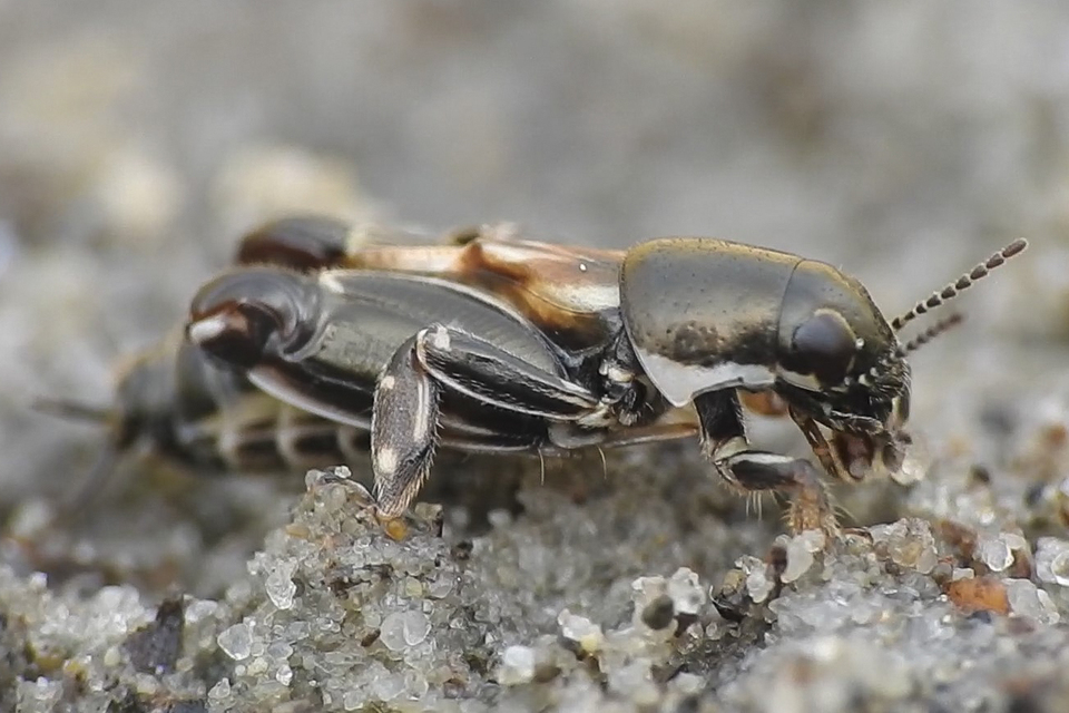 Xya variegata - tarka ásósáska