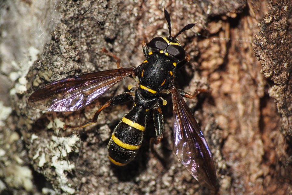 Sphiximorpha subsessilis - galagonya orsócsápúlégy