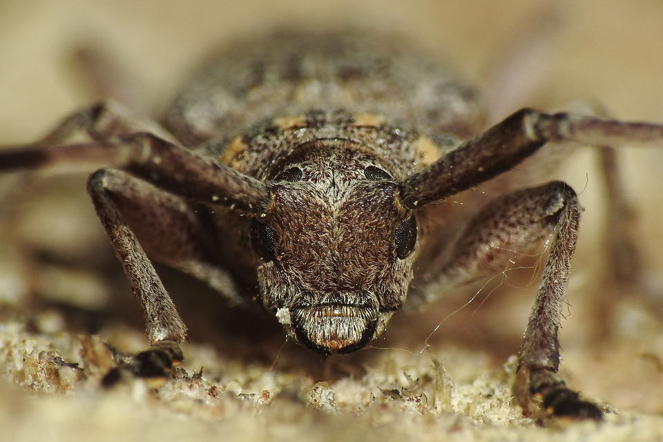 Acanthocinus aedilis - nagy daliáscincér