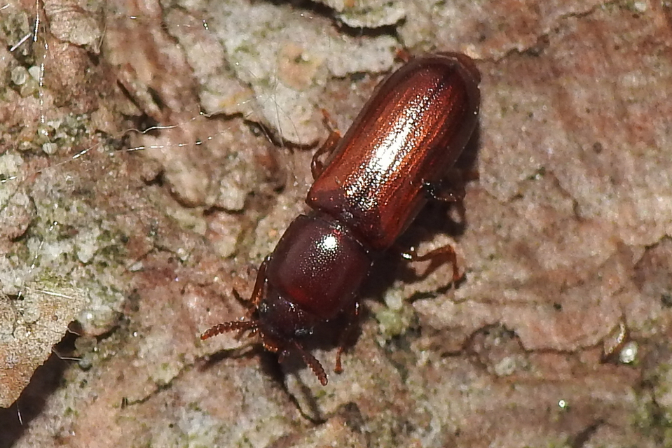Corticeus unicolor - egyszínű kéregbújó