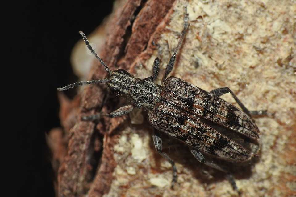 Rhagium inquisitor - fenyves-tövisescincér