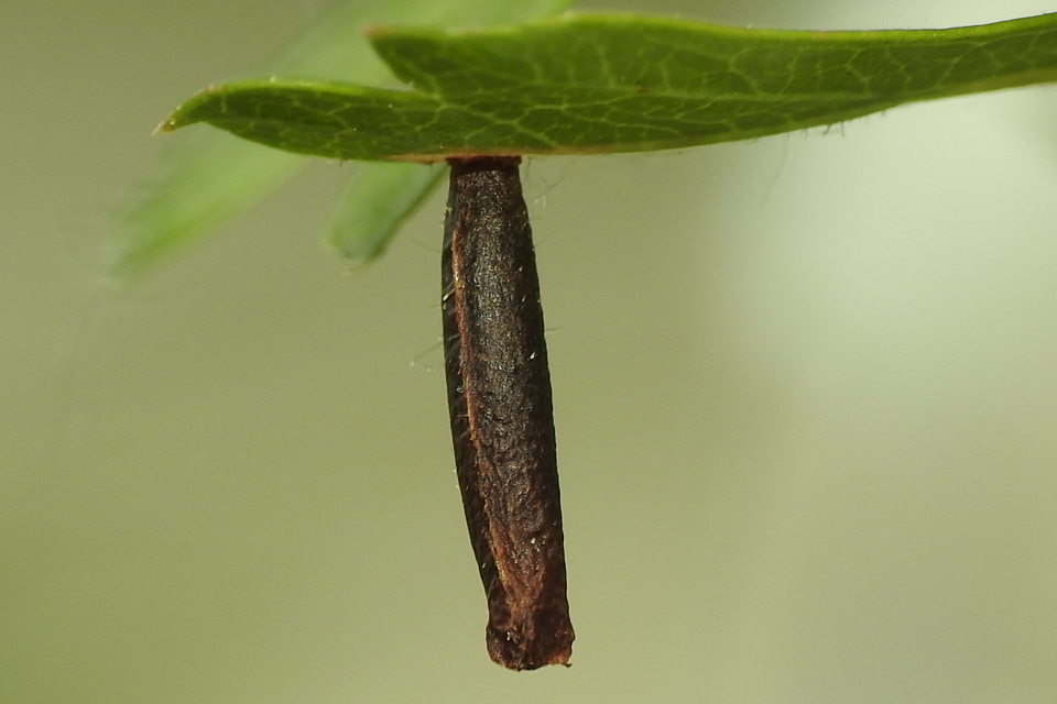 Coleophora