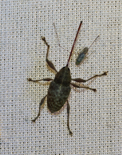 Curculio elephas - gesztenyezsuzsóka