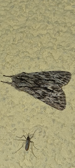 Asteroscopus sphinx - csillagnéző bundásbagoly