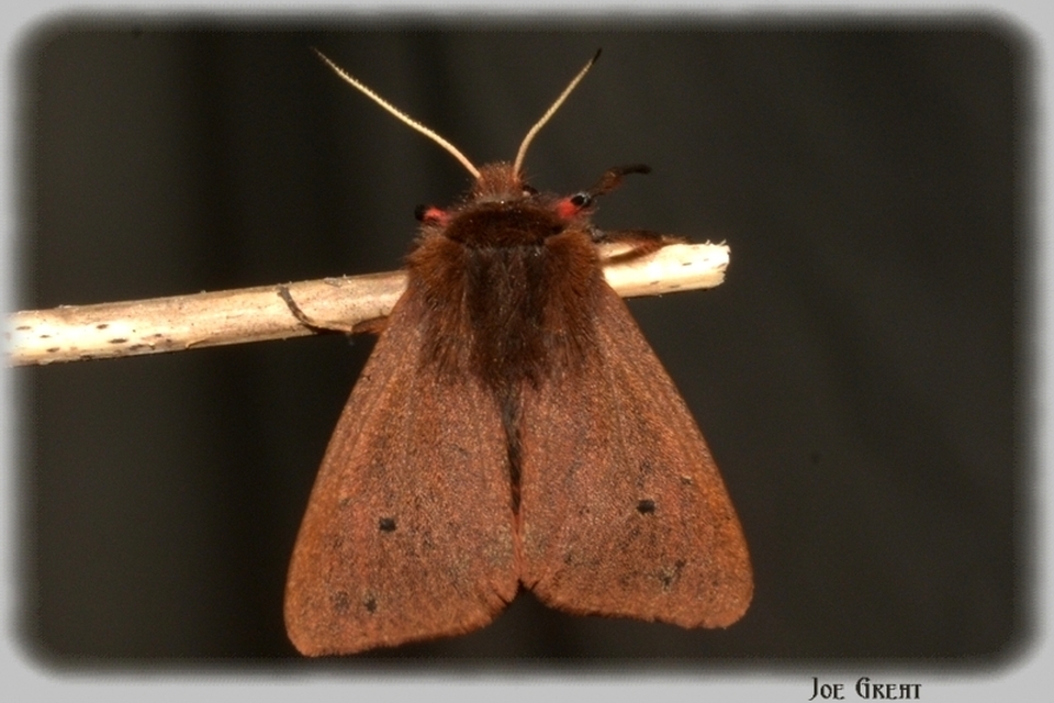 Phragmatobia fuliginosa - füstös medvelepke