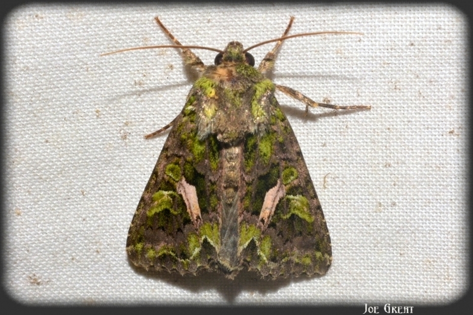 Trachea atriplicis - nyári zöldbagoly