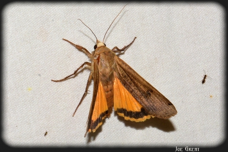 Noctua pronuba - nagy sárgafűbagoly