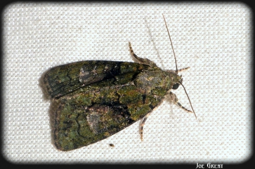 Cryphia algae - sárgászöld zuzmóbagoly