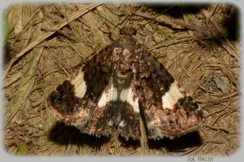Tyta luctuosa - fekete nappalibagoly
