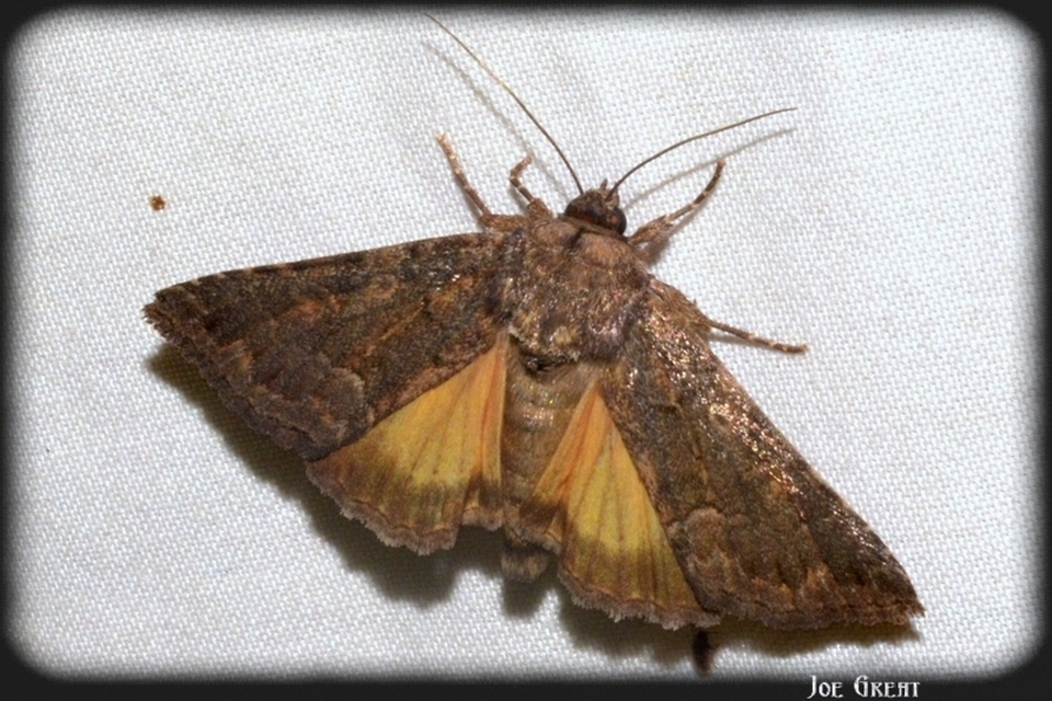Thalpophila matura - fakó erdeibagoly