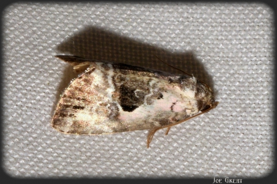 Hapalotis venustula - rózsaszínű mázasbagoly