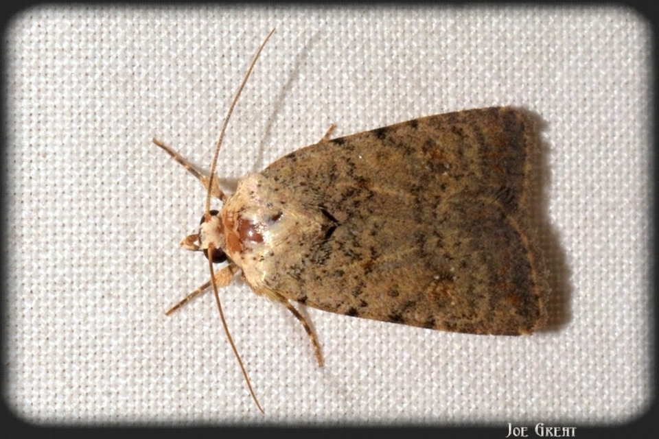 Paradrina clavipalpis - közönséges selymesbagoly
