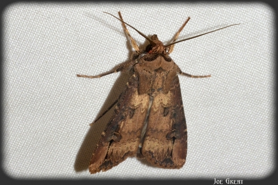 Agrotis ipsilon - nagy földibagoly