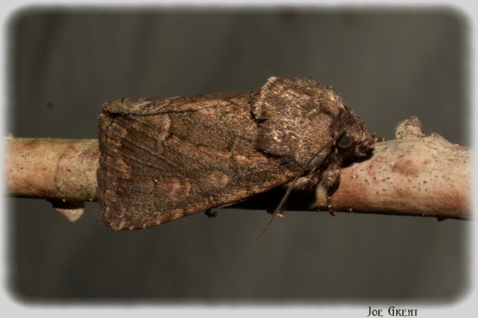 Thalpophila matura - fakó erdeibagoly