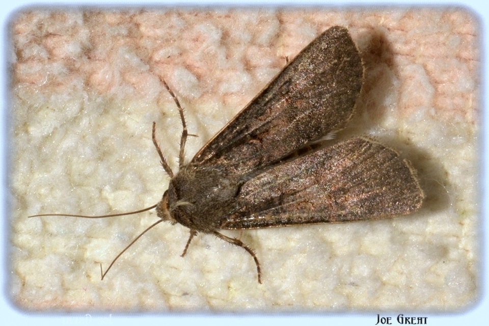 Agrotis segetum - vetési földibagoly