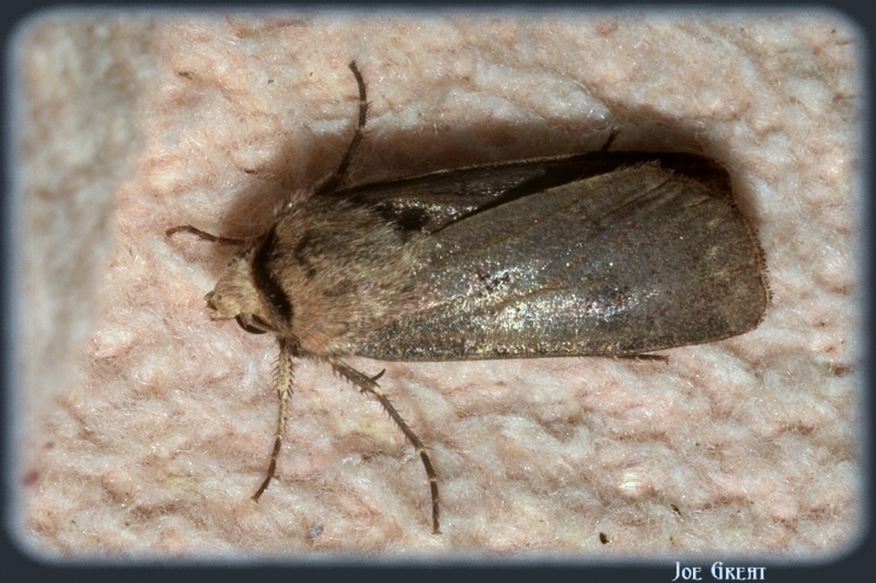 Agrotis exclamationis - felkiáltójeles földibagoly