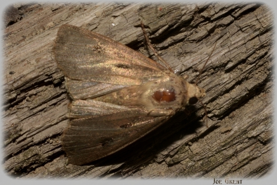 Agrotis exclamationis - felkiáltójeles földibagoly