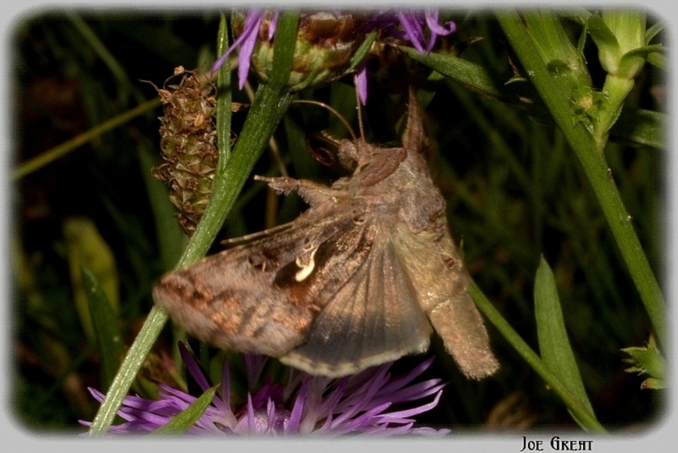Autographa gamma - gammalepke