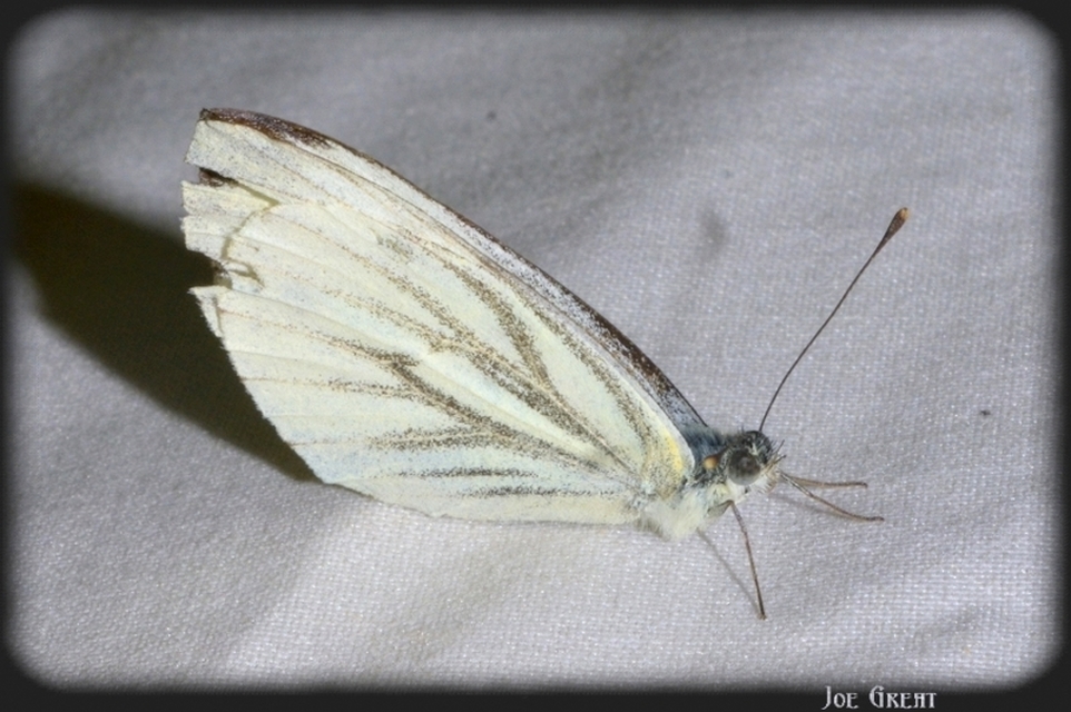 Pieris napi - repcelepke