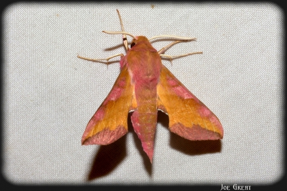 Deilephila porcellus - piros szender