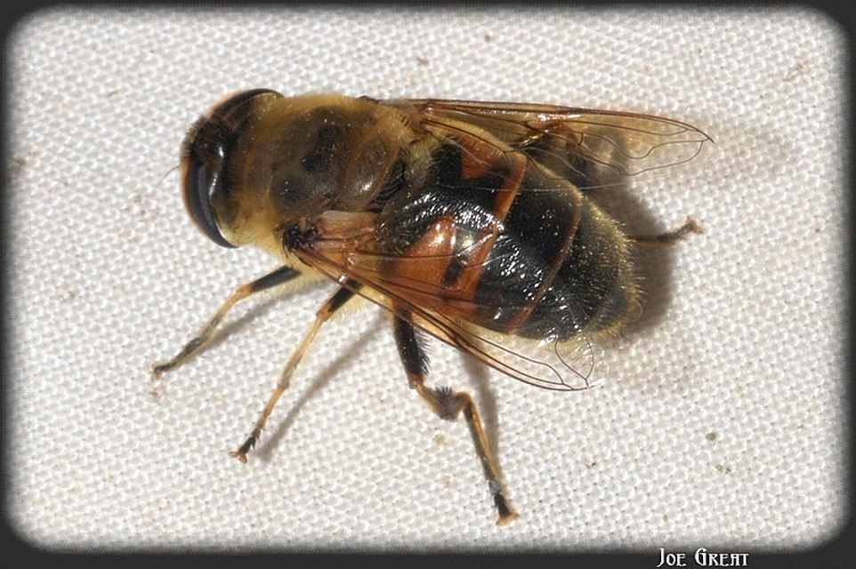 Eristalis tenax - közönséges herelégy