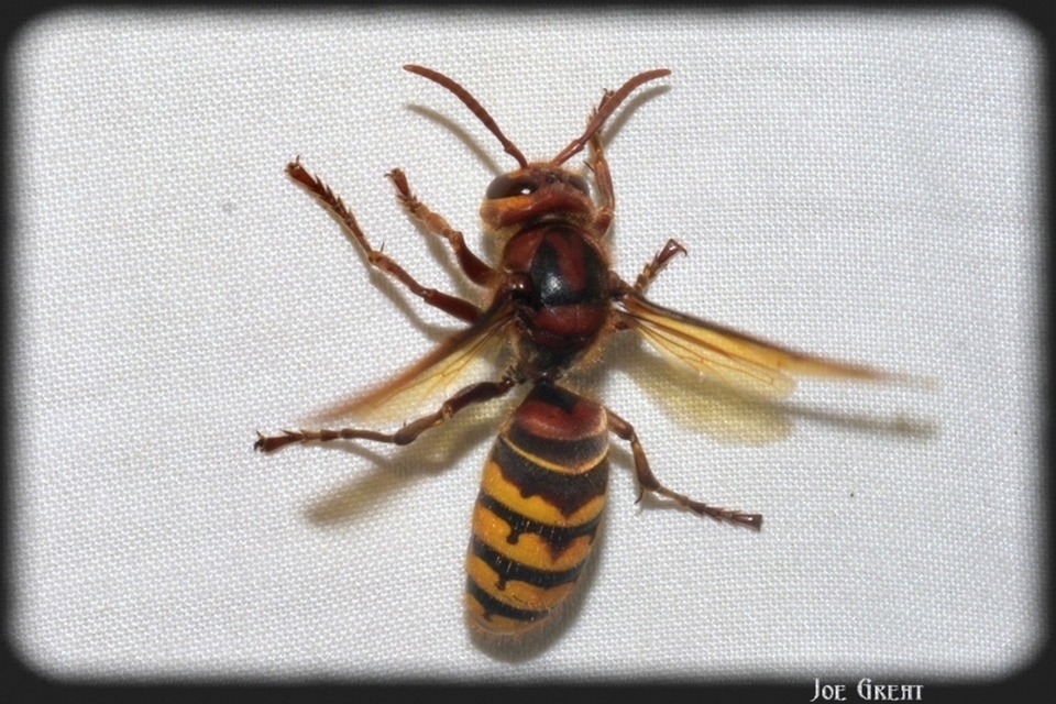 Vespa crabro - lódarázs