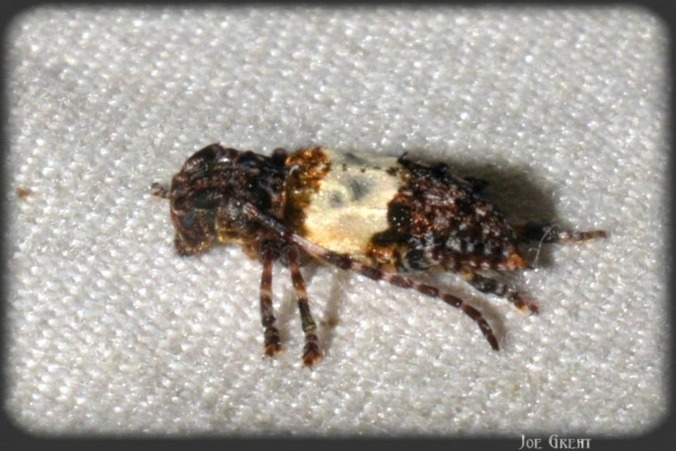 Pogonocherus hispidulus - négytövises ecsetcincér