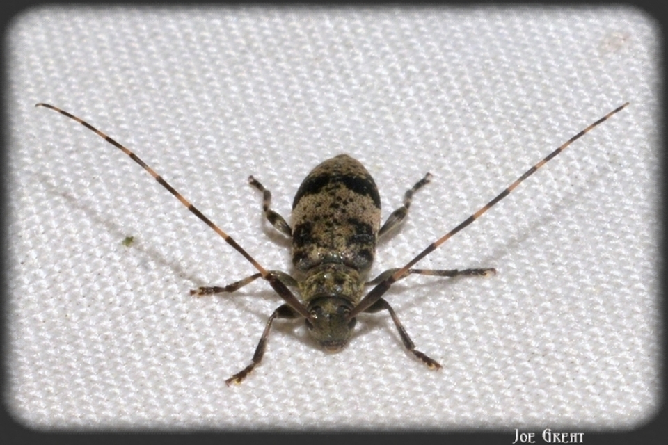 Leiopus nebulosus - öves gesztcincér