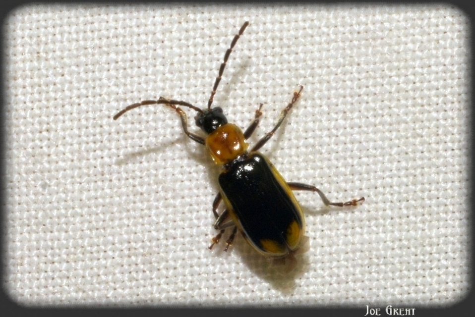 Diabrotica virgifera - amerikai kukoricabogár