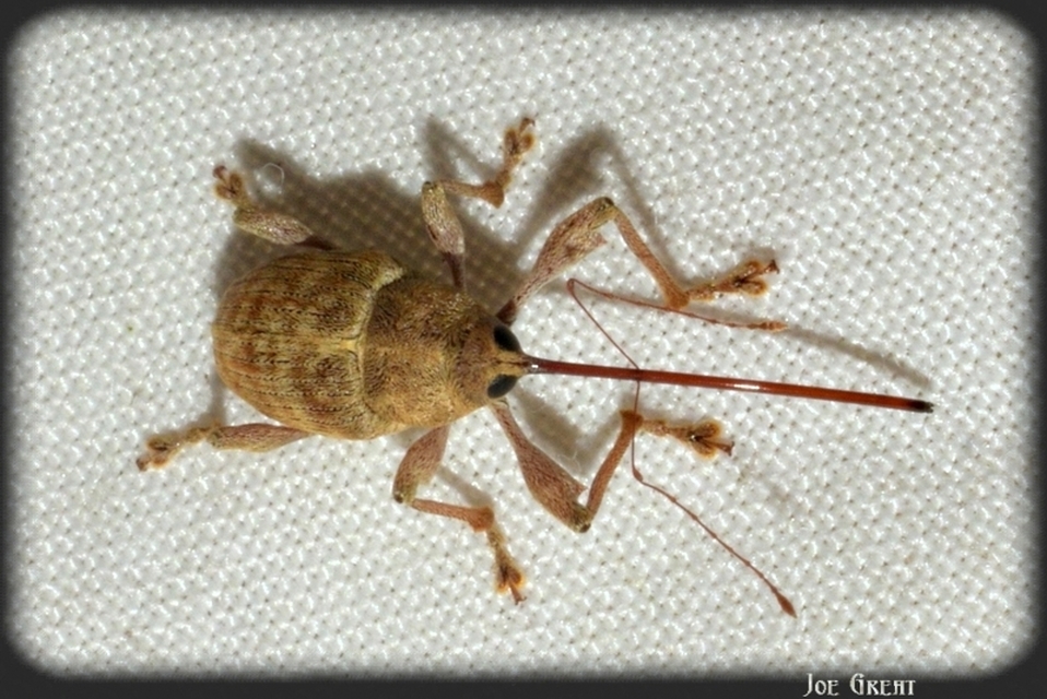 Curculio elephas - gesztenyezsuzsóka