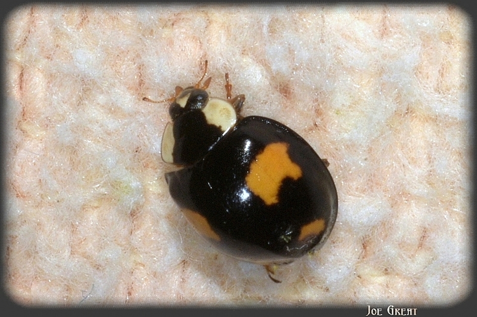Harmonia axyridis - harlekinkatica
