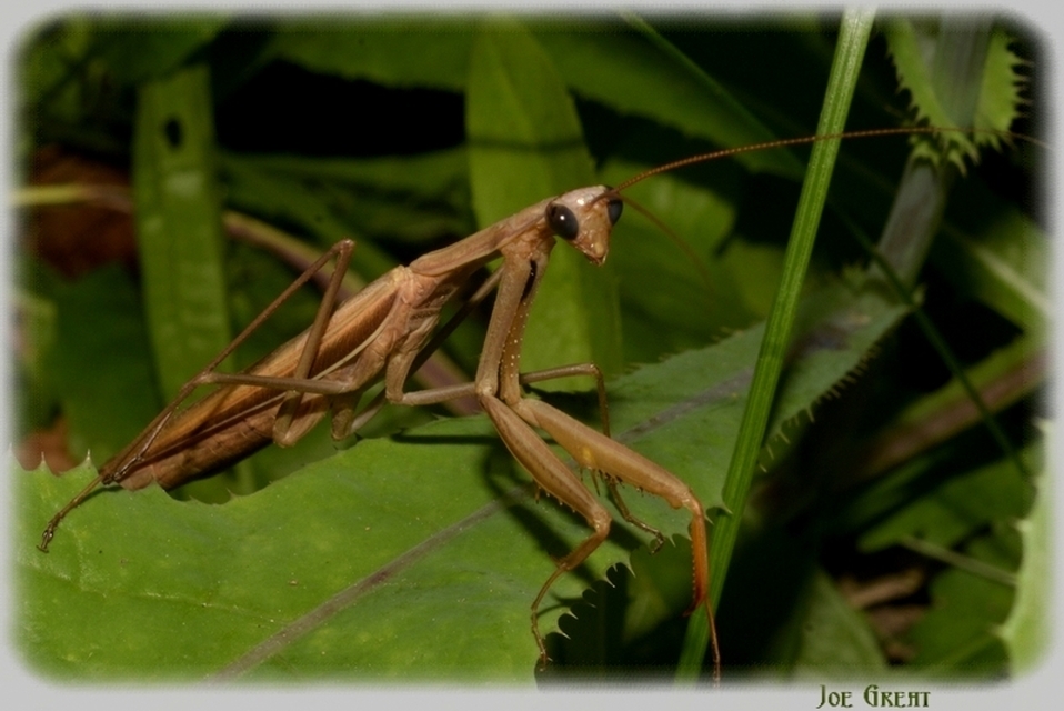 Mantis religiosa - imádkozósáska