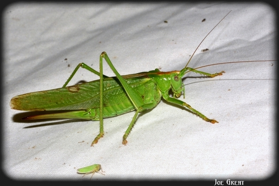 Tettigonia viridissima - zöld lombszöcske