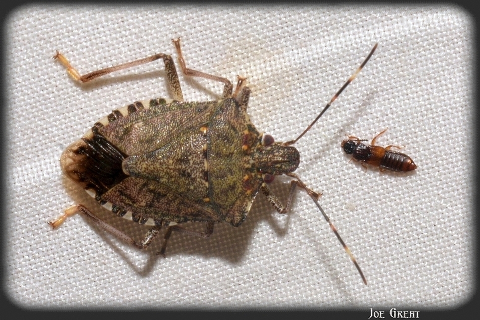 Halyomorpha halys - ázsiai márványospoloska