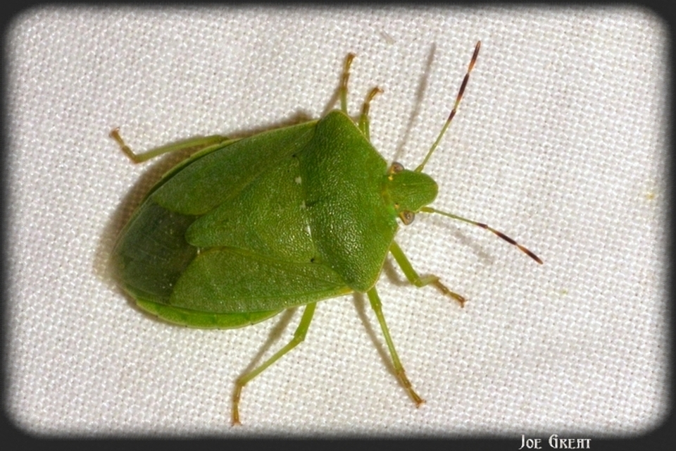 Nezara viridula - zöld vándorpoloska