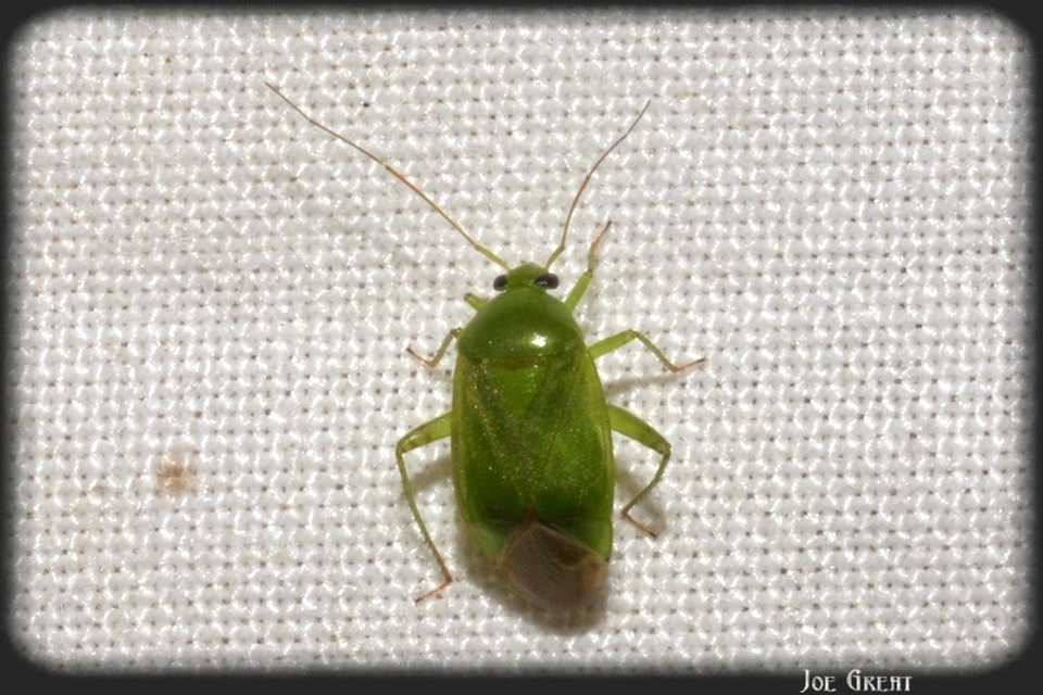 Miridae - mezeipoloskák