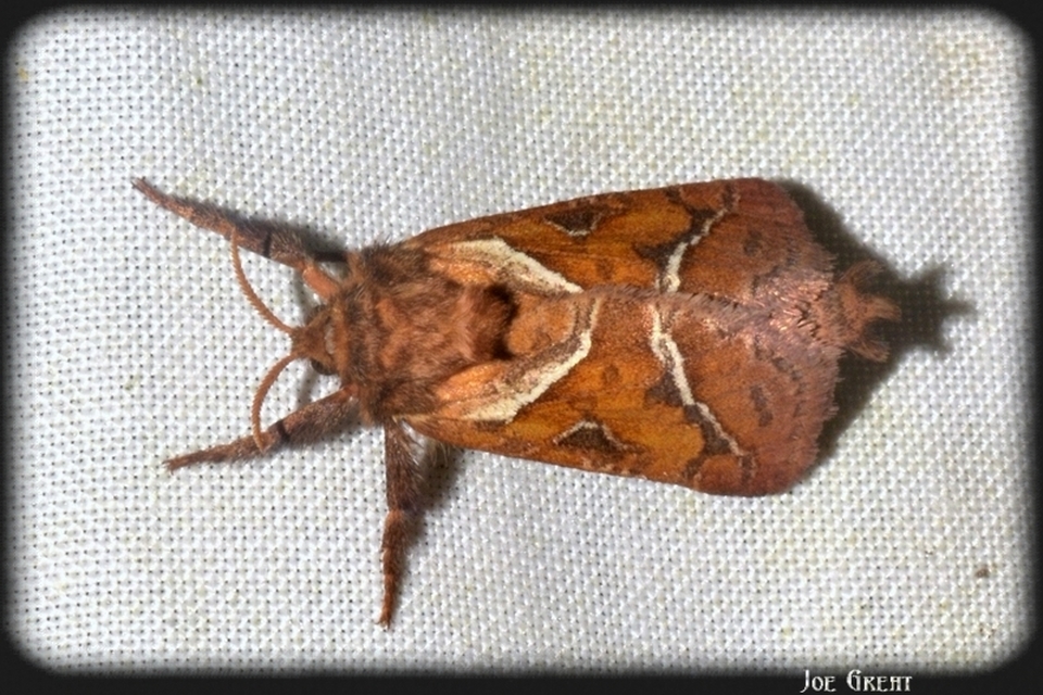 Triodia sylvina - kis gyökérrágólepke