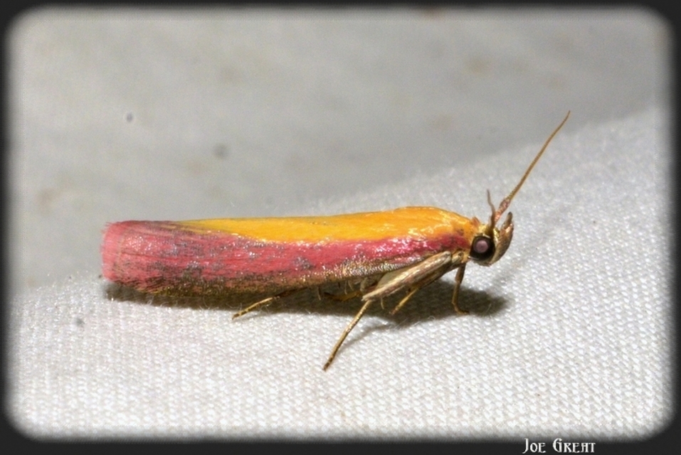 Oncocera semirubella - lucernamoly