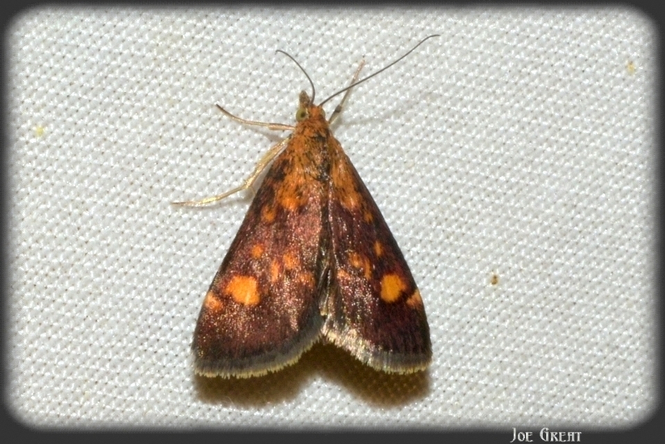 Pyrausta aurata - aranyló bíbormoly